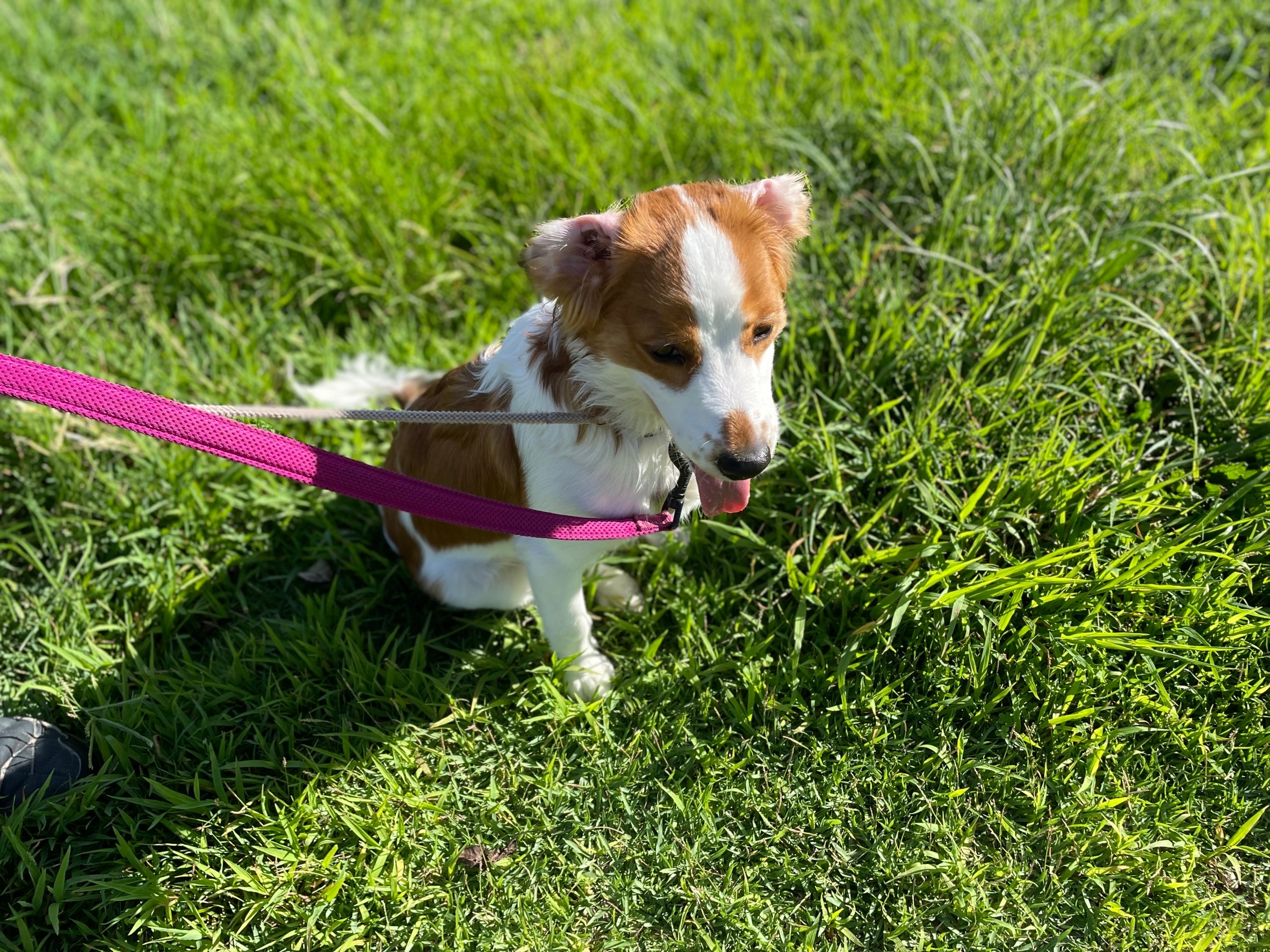 飼い主さまとペットの双方が安心できるサロンづくりのために